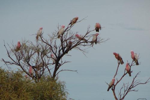 Rosakakadus neben der Tanami Road